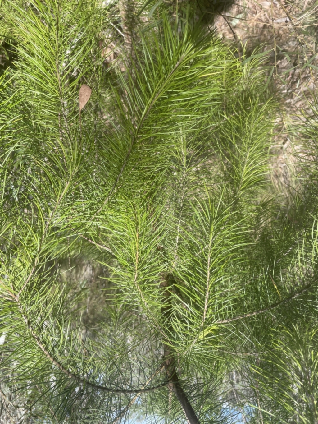 Pinus radiata at Cook, ACT - 3 Oct 2022
