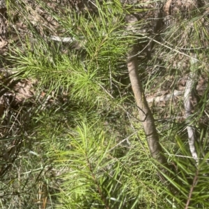 Pinus radiata at Cook, ACT - 3 Oct 2022