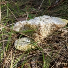 Laetiporus portentosus (White Punk) at Aranda Bushland - 3 Oct 2022 by Marchien