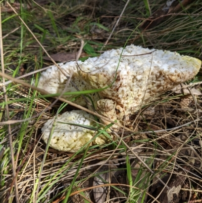 Laetiporus portentosus (White Punk) at Molonglo Valley, ACT - 3 Oct 2022 by Marchien