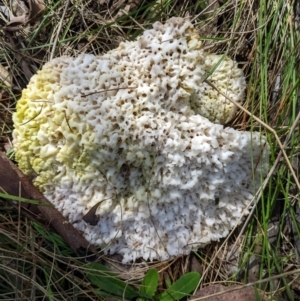 Laetiporus portentosus at Molonglo Valley, ACT - 3 Oct 2022