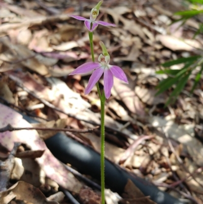 Caladenia carnea (Pink Fingers) at Hawker, ACT - 3 Oct 2022 by sangio7