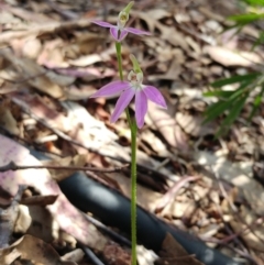 Caladenia carnea (Pink fingers) at Hawker, ACT - 3 Oct 2022 by sangio7