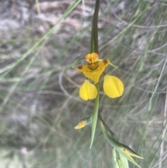 Diuris nigromontana (Black Mountain Leopard Orchid) at Cook, ACT - 3 Oct 2022 by lbradley