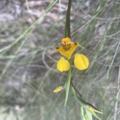 Diuris nigromontana (Black Mountain Leopard Orchid) at Aranda Bushland - 3 Oct 2022 by lbradley