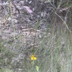 Diuris nigromontana at Cook, ACT - suppressed