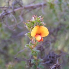 Pultenaea procumbens (Bush Pea) at Kambah, ACT - 2 Oct 2022 by MatthewFrawley