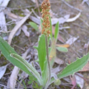 Plantago varia at Kambah, ACT - 2 Oct 2022