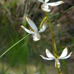 Caladenia ustulata (Brown Caps) at Kaleen, ACT - 3 Oct 2022 by Kym