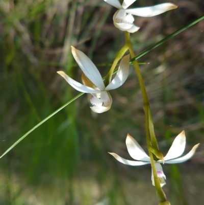 Caladenia ustulata (Brown Caps) at Gungaderra Grasslands - 3 Oct 2022 by Kym