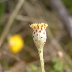 Leptorhynchos squamatus (Scaly Buttons) at Mount Taylor - 2 Oct 2022 by MatthewFrawley