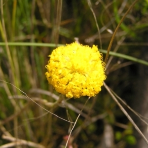 Leptorhynchos squamatus at Kambah, ACT - 2 Oct 2022