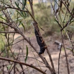 Perga sp. (genus) (Sawfly or Spitfire) at Crace, ACT - 3 Oct 2022 by Kym