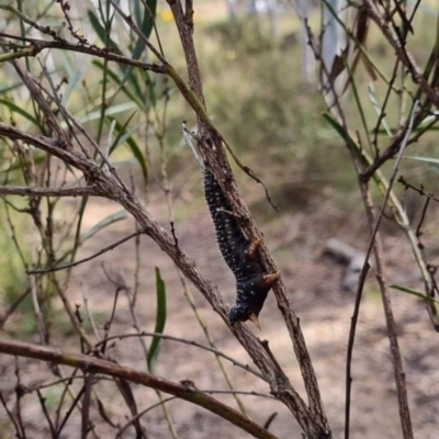 Perga sp. (genus) (Sawfly or Spitfire) at Crace, ACT - 3 Oct 2022 by Kym