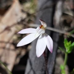 Caladenia fuscata (Dusky Fingers) at Mount Taylor - 3 Oct 2022 by MatthewFrawley