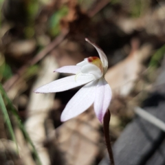 Caladenia fuscata at Kambah, ACT - suppressed