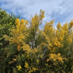 Acacia boormanii (Snowy River Wattle) at Isaacs, ACT - 4 Oct 2022 by Mike