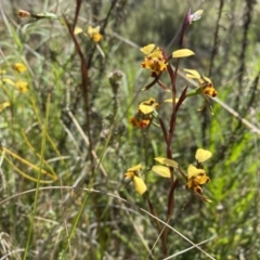 Diuris pardina (Leopard Doubletail) at Mount Majura - 3 Oct 2022 by simonstratford