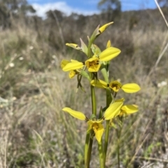 Diuris sp. (hybrid) (Hybrid Donkey Orchid) at Mount Majura - 3 Oct 2022 by simonstratford