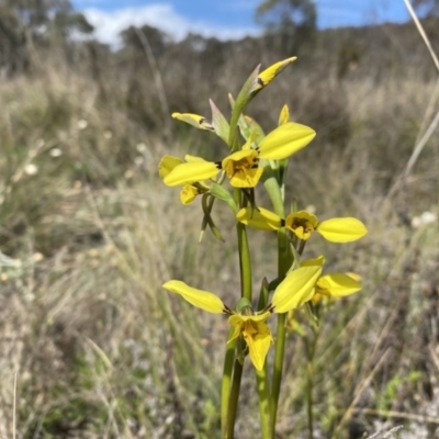 Diuris sp. (hybrid) (Hybrid Donkey Orchid) at Mount Majura - 3 Oct 2022 by simonstratford
