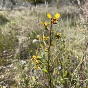 Diuris pardina at Watson, ACT - suppressed