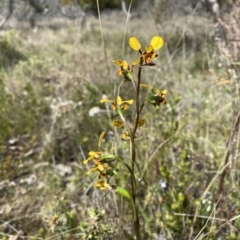 Diuris pardina (Leopard Doubletail) at Watson, ACT - 3 Oct 2022 by simonstratford