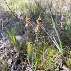 Caladenia actensis (Canberra Spider Orchid) at Watson, ACT by simonstratford