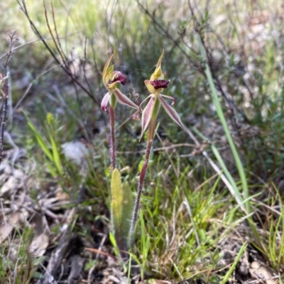 Caladenia actensis (Canberra Spider Orchid) at Watson, ACT by simonstratford