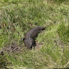 Tiliqua rugosa (Shingleback Lizard) at Watson, ACT - 3 Oct 2022 by simonstratford