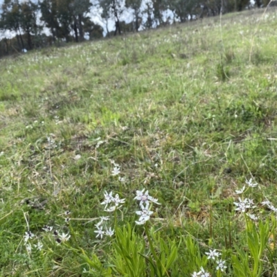 Wurmbea dioica subsp. dioica (Early Nancy) at Watson, ACT - 3 Oct 2022 by simonstratford