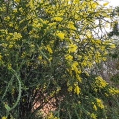 Acacia pravissima (Wedge-leaved Wattle, Ovens Wattle) at Isaacs, ACT - 3 Oct 2022 by Mike