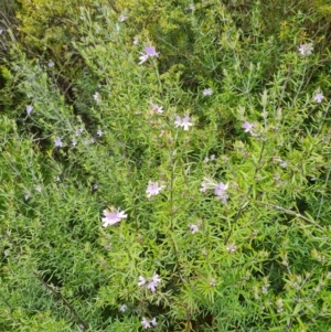 Westringia 'Wynabbie Gem' at Isaacs, ACT - 3 Oct 2022