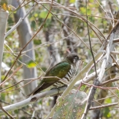 Chrysococcyx lucidus (Shining Bronze-Cuckoo) at Holt, ACT - 3 Oct 2022 by Roger