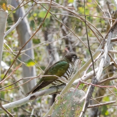 Chrysococcyx lucidus (Shining Bronze-Cuckoo) at Holt, ACT - 3 Oct 2022 by Roger
