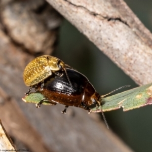 Paropsisterna cloelia at Coree, ACT - 3 Oct 2022