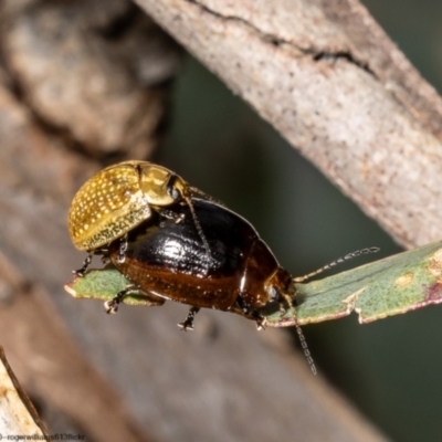 Paropsisterna cloelia (Eucalyptus variegated beetle) at Woodstock Nature Reserve - 3 Oct 2022 by Roger