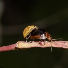 Paropsisterna cloelia at Coree, ACT - 3 Oct 2022 01:58 PM