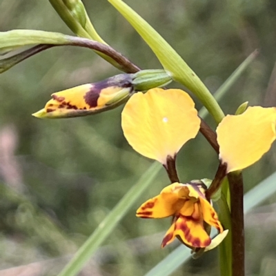 Diuris nigromontana (Black Mountain Leopard Orchid) at Black Mountain - 3 Oct 2022 by YellowButton