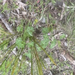 Geranium solanderi var. solanderi (Native Geranium) at Molonglo Valley, ACT - 3 Oct 2022 by lbradley