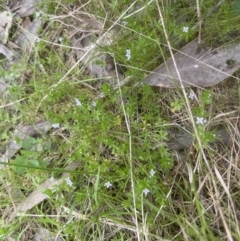 Sherardia arvensis (Field Madder) at Aranda Bushland - 3 Oct 2022 by lbradley