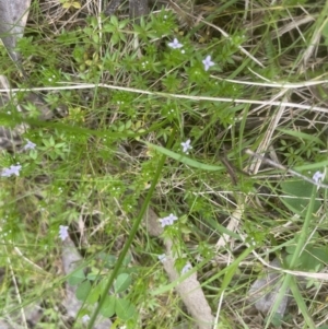 Sherardia arvensis at Molonglo Valley, ACT - 3 Oct 2022