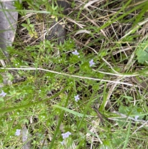 Sherardia arvensis at Aranda, ACT - 3 Oct 2022