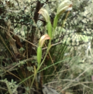 Bunochilus sp. at Paddys River, ACT - suppressed