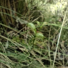 Bunochilus sp. at Paddys River, ACT - suppressed