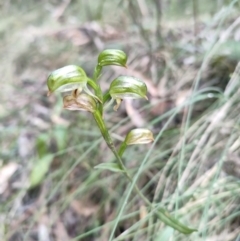 Bunochilus sp. (Leafy Greenhood) at Paddys River, ACT - 3 Oct 2022 by KateU