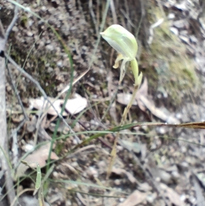 Bunochilus sp. (Leafy Greenhood) at Tidbinbilla Nature Reserve - 3 Oct 2022 by KateU