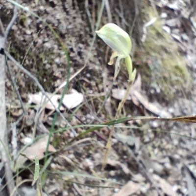 Bunochilus sp. (Leafy Greenhood) at Paddys River, ACT - 3 Oct 2022 by KateU