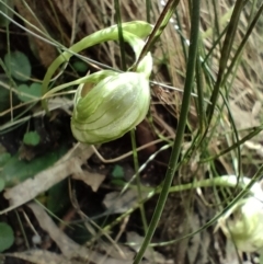 Pterostylis nutans (Nodding Greenhood) at Paddys River, ACT - 3 Oct 2022 by KateU
