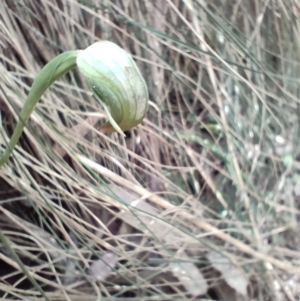 Pterostylis nutans at Paddys River, ACT - suppressed