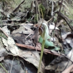 Pterostylis pedunculata (Maroonhood) at Paddys River, ACT - 3 Oct 2022 by KateU